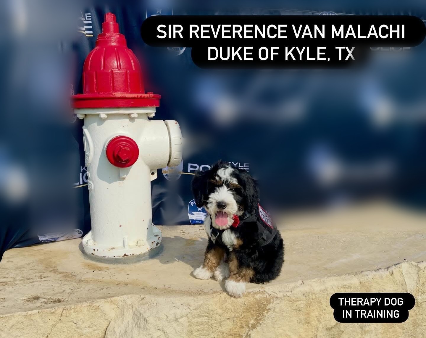 Sir Reverence van Malachi, a Talmid K9-owned therapy dog in training, sitting beside a fire hydrant. Police logos in the background have been blurred.